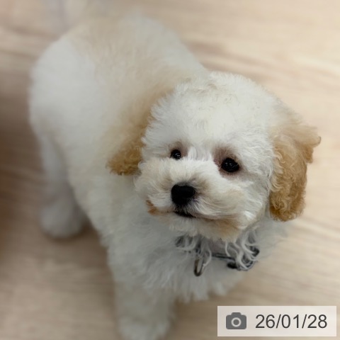 京都府のトイプードル(トイ) (ペットプラス 京都桂川店/2025年10月30日生まれ/女の子/ペールフォーン)の子犬の4枚目の画像