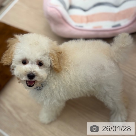 京都府のトイプードル(トイ) (ペットプラス 京都桂川店/2025年10月30日生まれ/女の子/ペールフォーン)の子犬の3枚目の画像