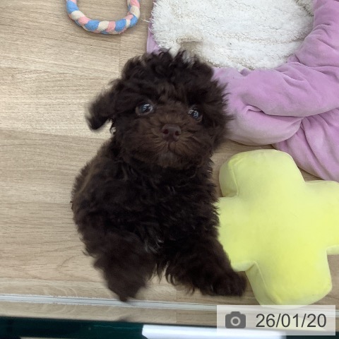 大阪府のトイプードル(トイ) (ペットプラス りんくう泉南店/2025年11月12日生まれ/男の子/ブラウン)の子犬の3枚目の画像