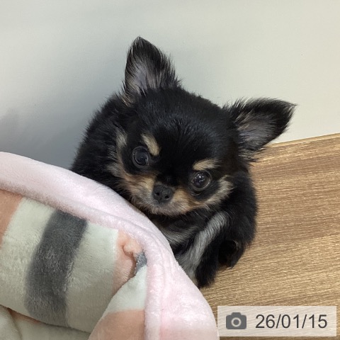 鳥取県のチワワ(ロング) (ペッツワン 日吉津店/2025年11月8日生まれ/男の子/ブラッククリーム)の子犬の4枚目の画像