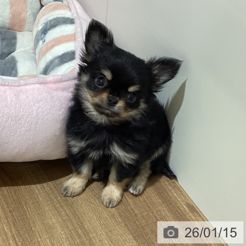 鳥取県のチワワ(ロング) (ペッツワン 日吉津店/2025年11月8日生まれ/男の子/ブラッククリーム)の子犬の3枚目の画像