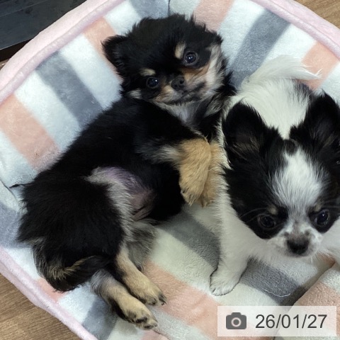 鳥取県のチワワ(ロング) (ペッツワン 日吉津店/2025年11月8日生まれ/男の子/ブラッククリーム)の子犬の3枚目の画像