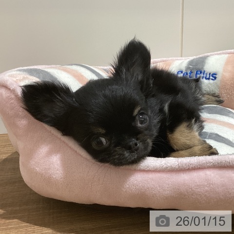 鳥取県のチワワ(ロング) (ペッツワン 日吉津店/2025年11月8日生まれ/女の子/ブラッククリーム)の子犬の4枚目の画像