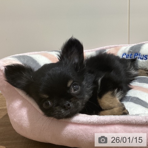 鳥取県のチワワ(ロング) (ペッツワン 日吉津店/2025年11月8日生まれ/女の子/ブラッククリーム)の子犬の3枚目の画像