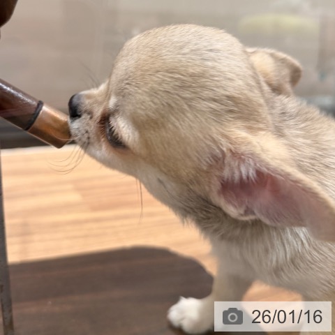 岡山県のチワワ(ロング) (ペッツワン 岡山南店/2025年11月11日生まれ/男の子/フォーン)の子犬の4枚目の画像