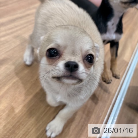 岡山県のチワワ(ロング) (ペッツワン 岡山南店/2025年11月11日生まれ/男の子/フォーン)の子犬の3枚目の画像