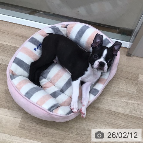 ボストン・テリアの写真