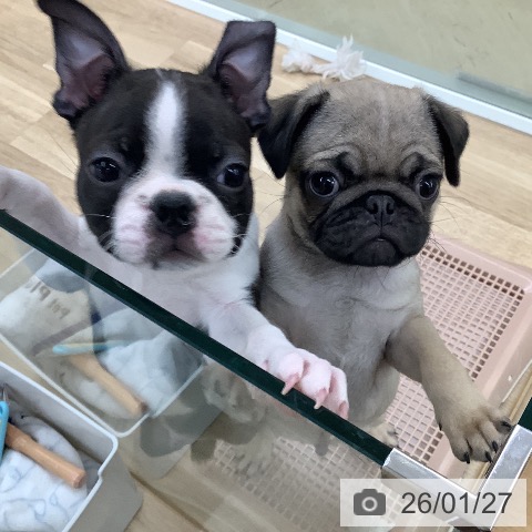 東京都のボストンテリア (ペットプラス 日の出店/2025年11月14日生まれ/男の子/ボストンカラー)の子犬の3枚目の画像