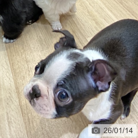 東京都のボストンテリア (ペットプラス むさし村山店/2025年11月14日生まれ/男の子/ボストンカラー)の子犬の3枚目の画像