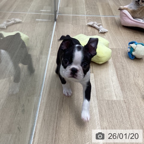 東京都のボストンテリア (ペットプラス むさし村山店/2025年11月14日生まれ/男の子/ボストンカラー)の子犬の3枚目の画像