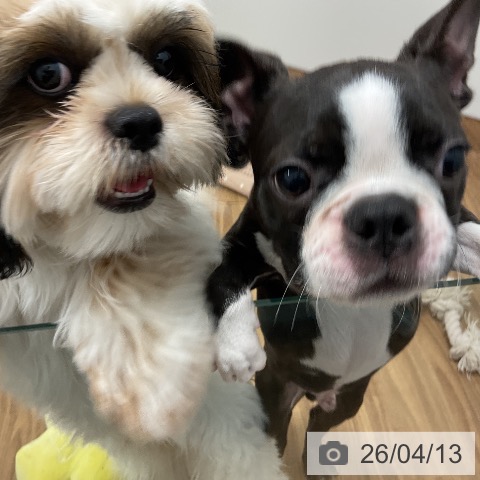 ボストン・テリアの写真