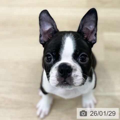 神奈川県のボストンテリア (ペットプラス 相模原並木店/2025年11月14日生まれ/男の子/ボストンカラー)の子犬の4枚目の画像