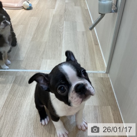 東京都のボストンテリア (ペットプラス アクアシティお台場店/2025年11月14日生まれ/男の子/ボストンカラー)の子犬の3枚目の画像