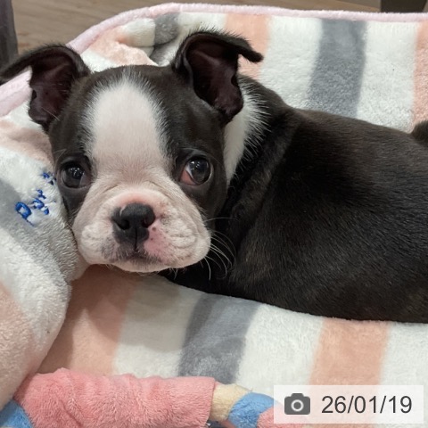 埼玉県のボストンテリア (ペットプラス ららぽーと富士見店/2025年11月14日生まれ/男の子/ボストンカラー)の子犬の4枚目の画像