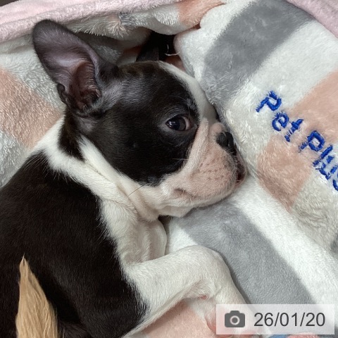 埼玉県のボストンテリア (ペットプラス ららぽーと富士見店/2025年11月14日生まれ/男の子/ボストンカラー)の子犬の3枚目の画像