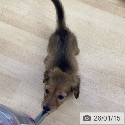 香川県のミニチュアダックスフンド(ロング) (ペットプラス 綾川店/2025年11月14日生まれ/男の子/シェーデットレッド)の子犬の4枚目の画像