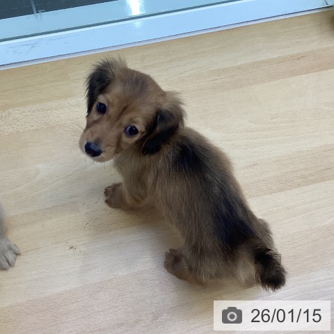 香川県のミニチュアダックスフンド(ロング) (ペットプラス 綾川店/2025年11月14日生まれ/男の子/シェーデットレッド)の子犬の3枚目の画像