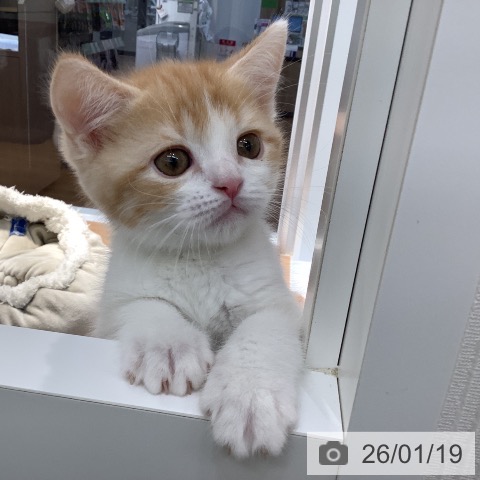 大阪府のスコティッシュフォールド (ペットプラス りんくう泉南店/2025年11月14日生まれ/男の子/カメオタビーホワイト)の子猫の4枚目の画像