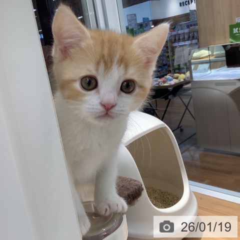 大阪府のスコティッシュフォールド (ペットプラス りんくう泉南店/2025年11月14日生まれ/男の子/カメオタビーホワイト)の子猫の3枚目の画像