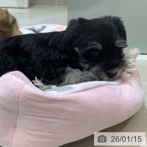 埼玉県のミニチュアシュナウザー (ペットプラス クレアモール川越店/2025年11月11日生まれ/女の子/ソルトペッパー)の子犬の4枚目の画像