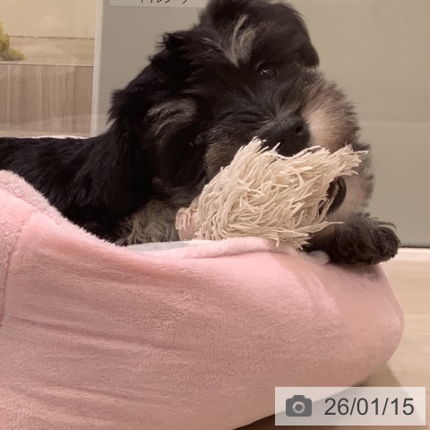 埼玉県のミニチュアシュナウザー (ペットプラス クレアモール川越店/2025年11月11日生まれ/女の子/ソルトペッパー)の子犬の3枚目の画像