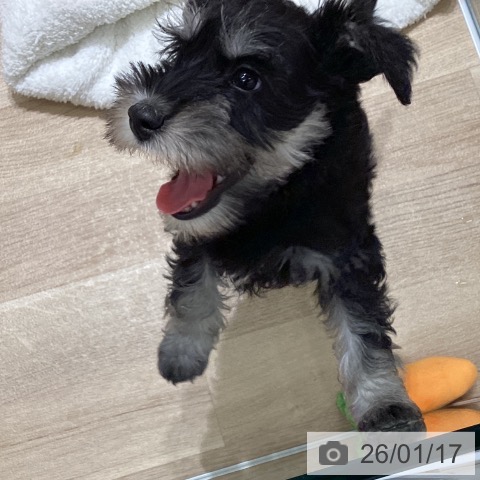 宮城県のミニチュアシュナウザー (ペットプラス 名取店/2025年11月11日生まれ/男の子/ソルトペッパー)の子犬の3枚目の画像