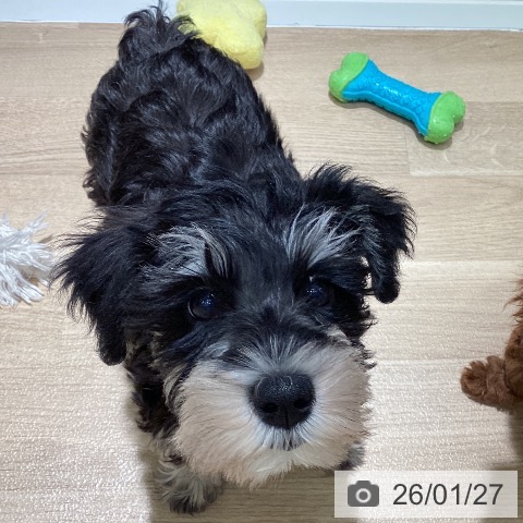 ミニチュア・シュナウザーの写真