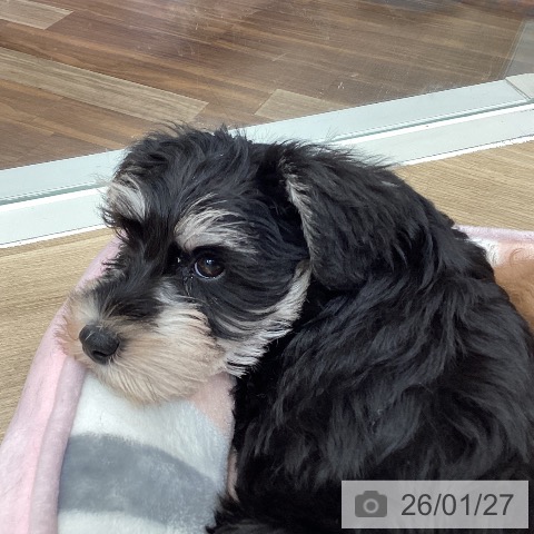 ミニチュア・シュナウザーの写真