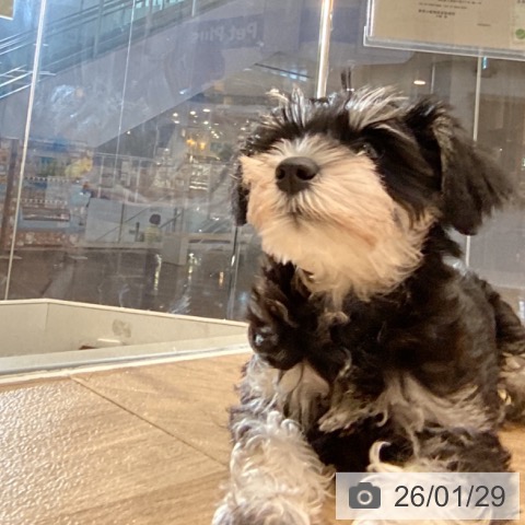 ミニチュア・シュナウザーの写真