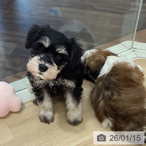 埼玉県のミニチュアシュナウザー (ペットプラス イオンモール春日部店/2025年11月11日生まれ/女の子/ソルトペッパー)の子犬の4枚目の画像