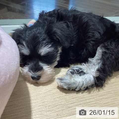 埼玉県のミニチュアシュナウザー (ペットプラス イオンモール春日部店/2025年11月11日生まれ/女の子/ソルトペッパー)の子犬の3枚目の画像