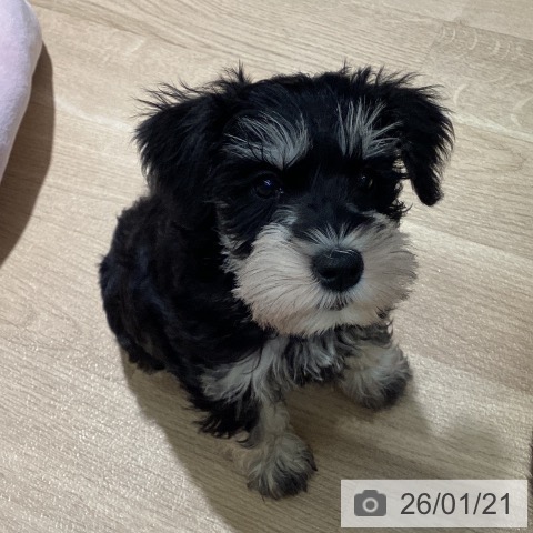 埼玉県のミニチュアシュナウザー (ペットプラス イオンモール春日部店/2025年11月11日生まれ/女の子/ソルトペッパー)の子犬の3枚目の画像