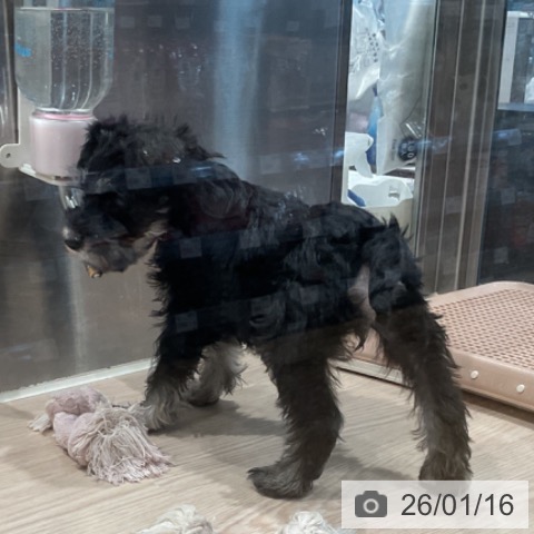 埼玉県のミニチュアシュナウザー (ペッツワン 新座店/2025年11月11日生まれ/女の子/ブラックホワイト)の子犬の3枚目の画像