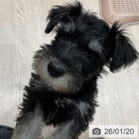 埼玉県のミニチュアシュナウザー (ペッツワン 新座店/2025年11月11日生まれ/女の子/ブラックホワイト)の子犬の3枚目の画像