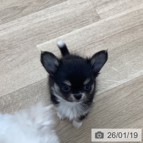 愛媛県のチワワ(ロング) (ペットプラス 新居浜店/2025年11月13日生まれ/男の子/ブラックタンホワイト)の子犬の3枚目の画像