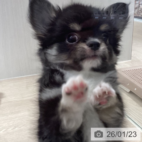 徳島県のチワワ(ロング) (ペットプラス 徳島店/2025年11月13日生まれ/男の子/ブラックタンホワイト)の子犬の4枚目の画像