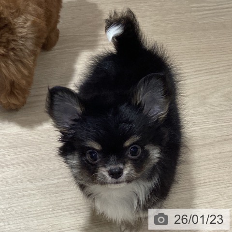 徳島県のチワワ(ロング) (ペットプラス 徳島店/2025年11月13日生まれ/男の子/ブラックタンホワイト)の子犬の3枚目の画像