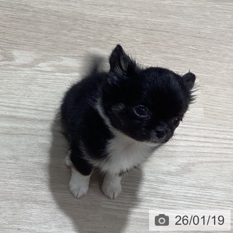 岡山県のチワワ(ロング) (ペットプラス 岡山店/2025年11月13日生まれ/女の子/ブラックホワイト)の子犬の4枚目の画像