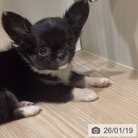 岡山県のチワワ(ロング) (ペットプラス 岡山店/2025年11月13日生まれ/女の子/ブラックホワイト)の子犬の3枚目の画像