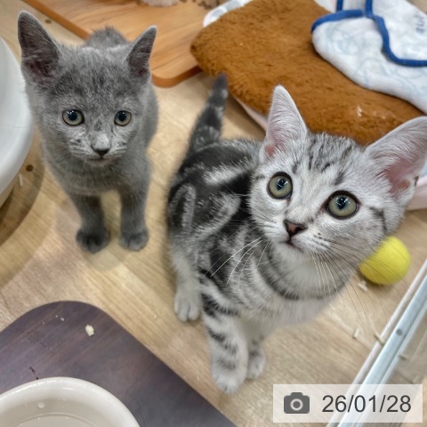 大阪府のロシアンブルー (ペットプラス イオン大日店/2025年11月11日生まれ/女の子/ブルー)の子猫の4枚目の画像