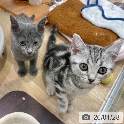 大阪府のロシアンブルー (ペットプラス イオン大日店/2025年11月11日生まれ/女の子/ブルー)の子猫の3枚目の画像