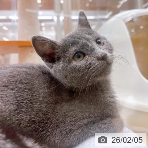 大阪府のロシアンブルー (ペットプラス イオン大日店/2025年11月11日生まれ/女の子/ブルー)の子猫の3枚目の画像