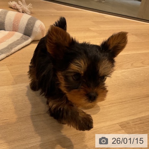 ヨークシャー・テリアの写真