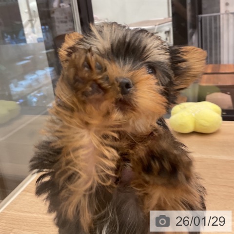 ヨークシャー・テリアの写真