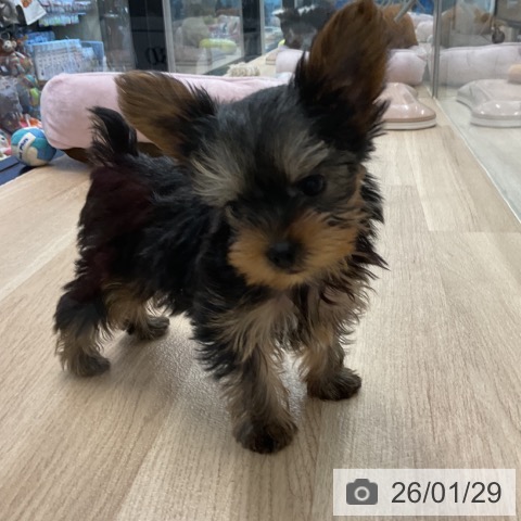 ヨークシャー・テリアの写真