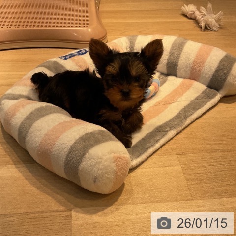 ヨークシャー・テリアの写真