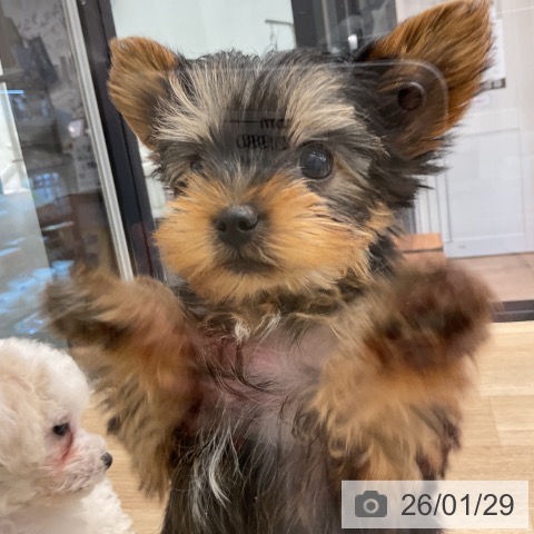 ヨークシャー・テリアの写真