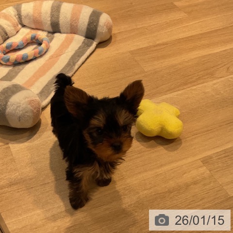 東京都のヨークシャーテリア (ペットプラス アクアシティお台場店/2025年11月14日生まれ/男の子/スチールブルータン)の子犬の4枚目の画像