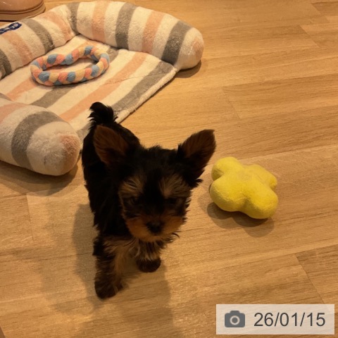 東京都のヨークシャーテリア (ペットプラス アクアシティお台場店/2025年11月14日生まれ/男の子/スチールブルータン)の子犬の3枚目の画像