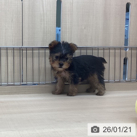 東京都のヨークシャーテリア (ペッツワン 南砂町SUNAMO店/2025年11月14日生まれ/女の子/スチールブルータン)の子犬の3枚目の画像